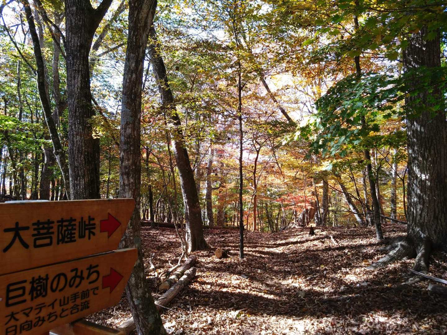 分岐は巨樹の道へ👣