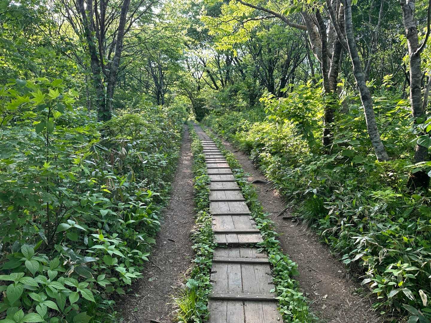 稲島コースの写真