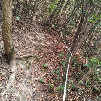 なかなかの急登ですが、ロープが張られていて登りやすい 登山道です