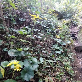 ツワブキの花だらけです🤗