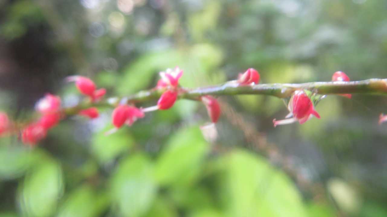 ミズヒキ🌺