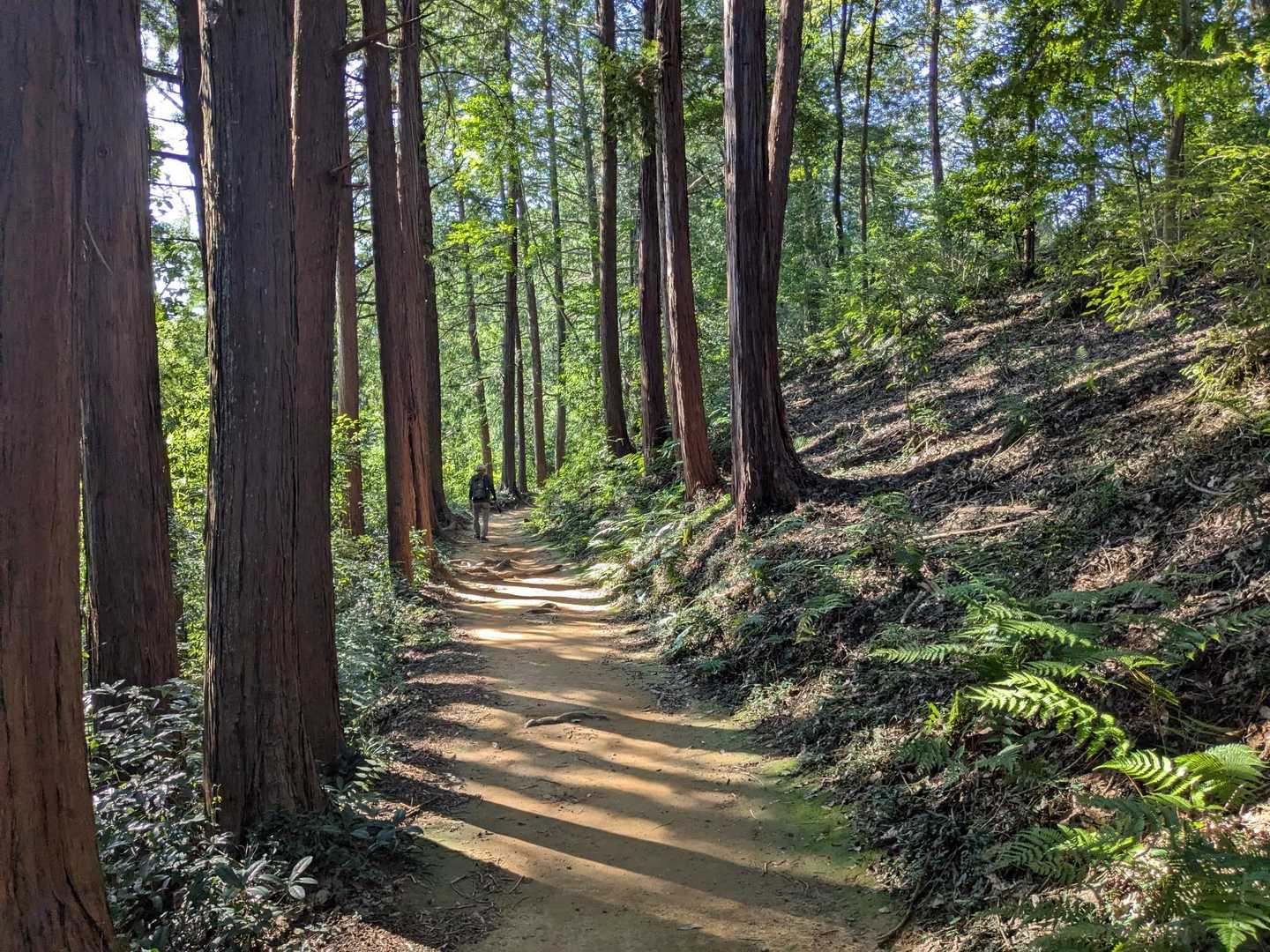 🌲