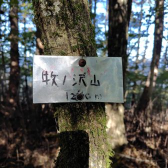 牧ノ沢山1290m？
