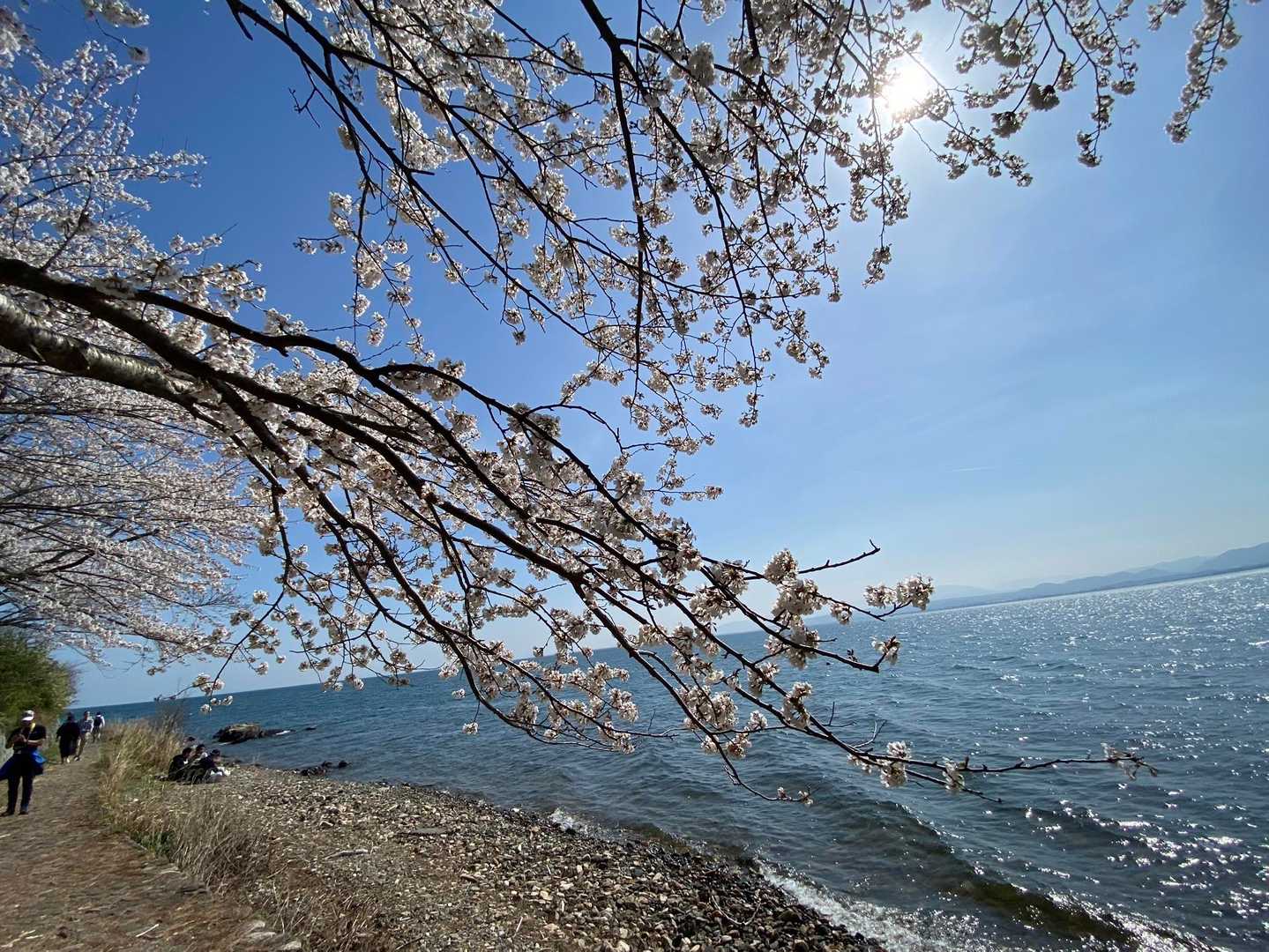 チャプチャプ。波のやさしい音🌊
琵琶湖は、海だ〜。
対岸が見えないほど広い😳
