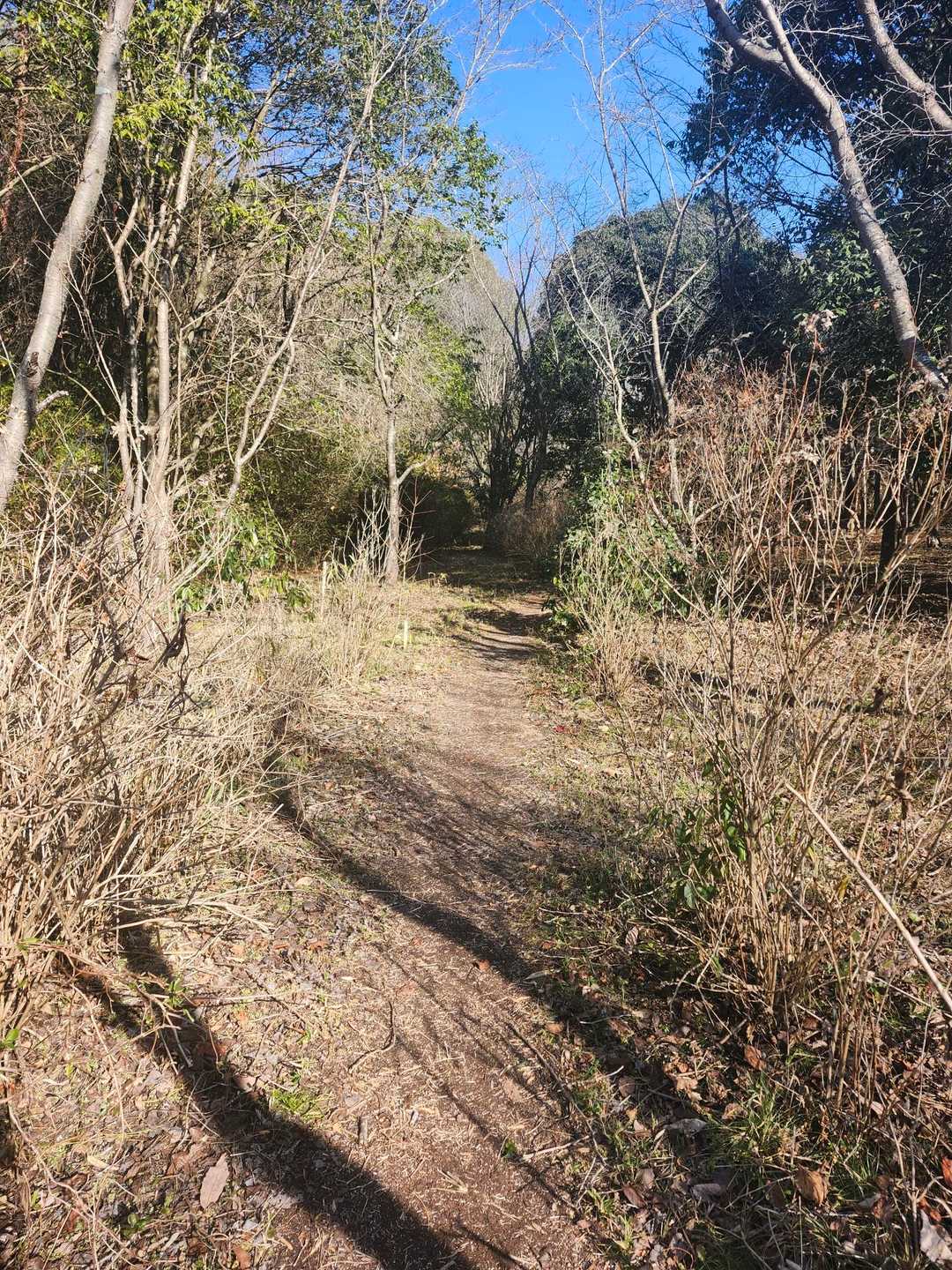 御領山 往復コースの写真