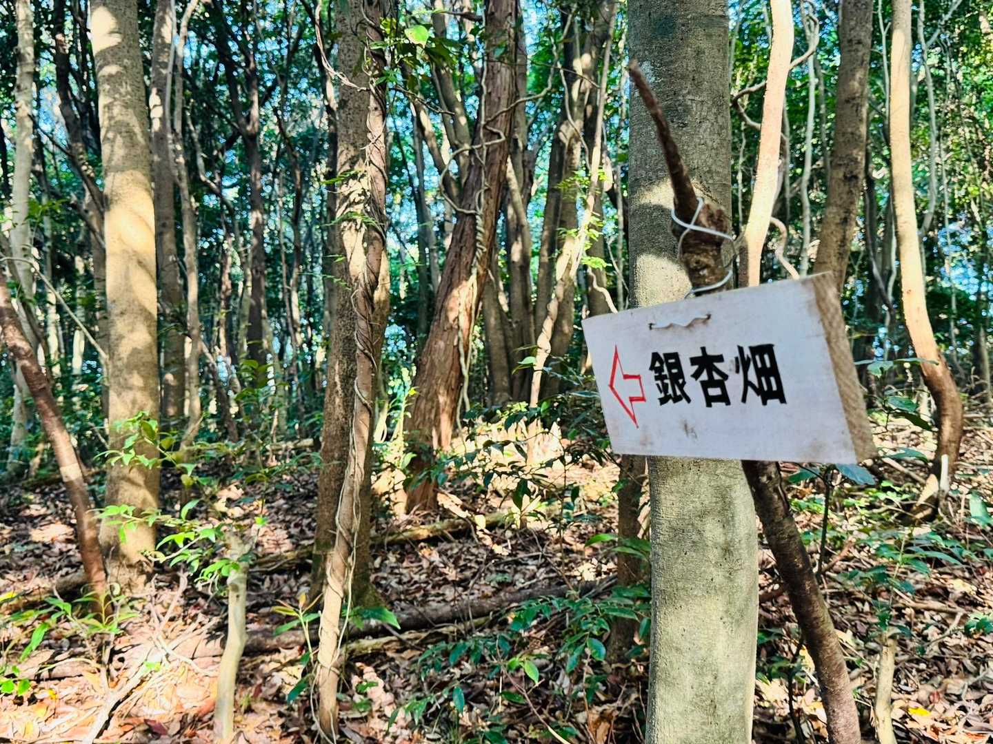 銀杏畑。また11月に行きます。