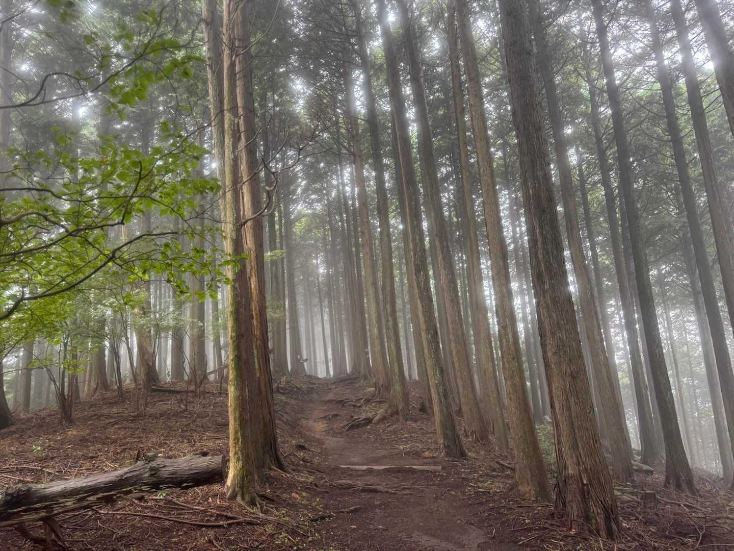 やはりこちらからのコースは空いていていいですね！
この日はキリに包まれてましたが、それもシットリと落ち着いて雰囲気もグーです👍

見晴らし台まで一定の傾斜がそこそこあって、トレーニング登山にもいいよなって改めて思いましたが、、
ただ行けば誰かに会う大倉尾根は捨てられないのでやっぱり大倉かなw

この日もちおりさん、りょうさん、tonton さん、kazさん、レレレさんなどが大倉尾根を登られてたようで、お会い出来なかったのがちょっと残念でした