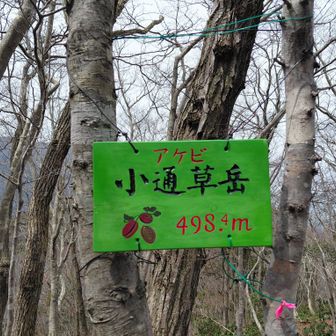 これで『コアケビ』って言うんやね