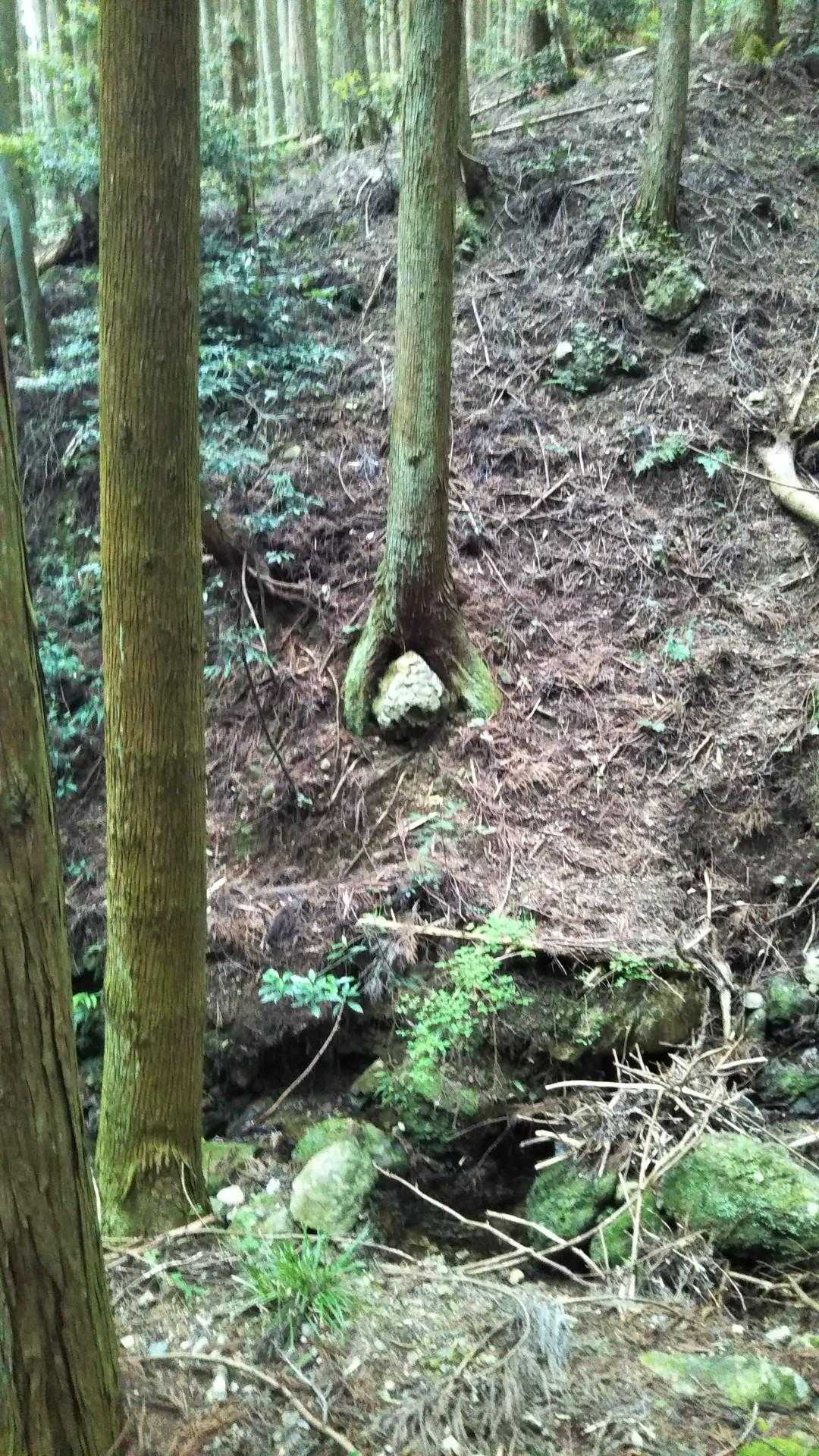 奥槇尾山 往復コースの写真
