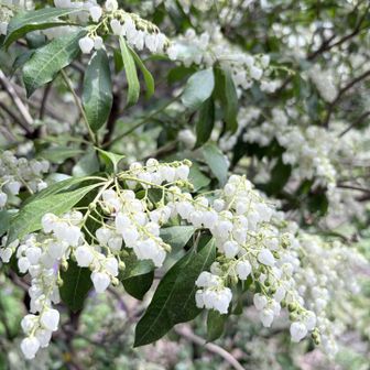 有毒らしい…😂