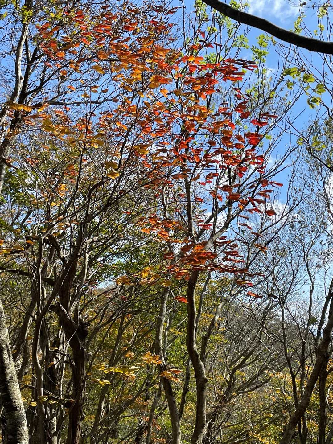 紅葉🍁②
