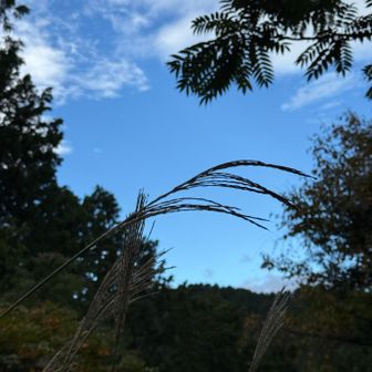 城山どころか一丁平までもむりやな。
急な階段下で折り返して、