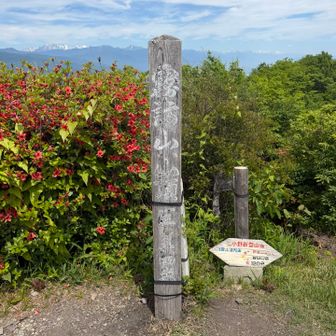 ここもクマバチさんたちが大盛況。落ち着かん。