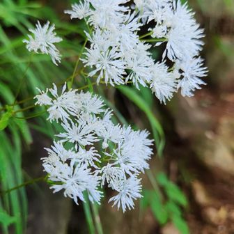 ヒルのいなそうな、落ち葉の少ない道の脇に咲く花の写真を撮りました。