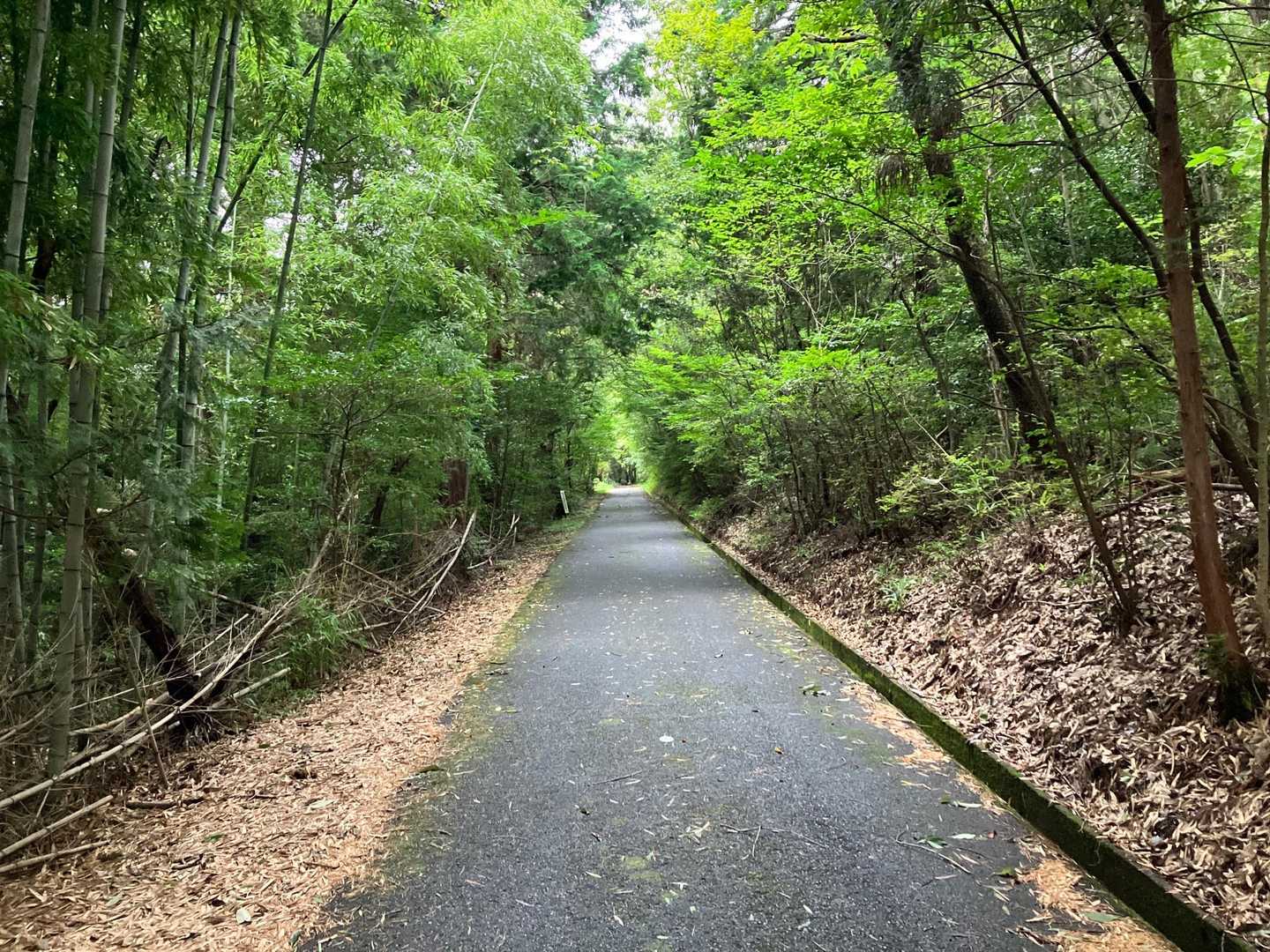 まずは林道を歩いて行きます。竹林もあるんですね。