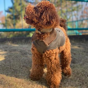 いよかんしゃん