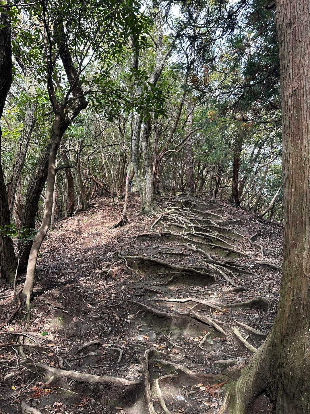 根っこが増えてきました