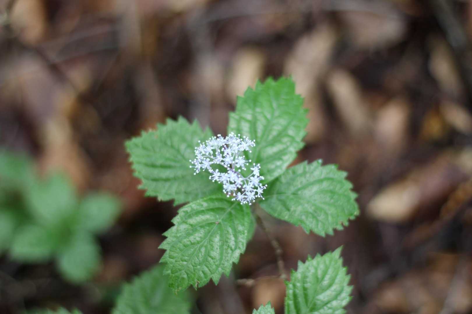 国見峠-虎子山 往復コースの写真