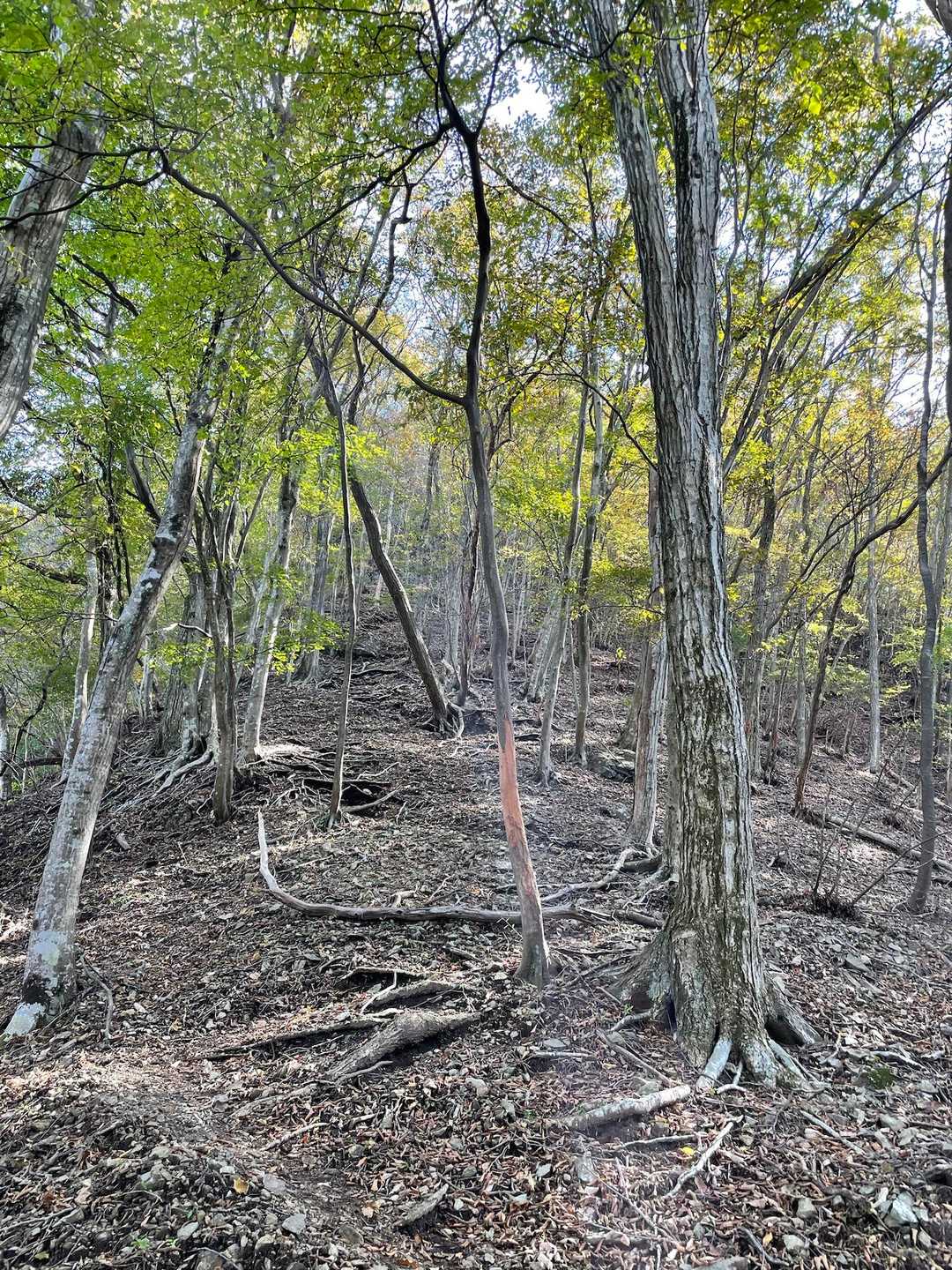 こんどは激登りだー
