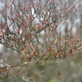 アケボノさん開花準備中🌸