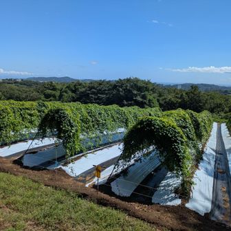 自然薯を栽培しているようです。畑の向こうに相模湾が見えます