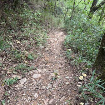 雌岳はスルーして下山
下山道にも白いキノコいっぱい