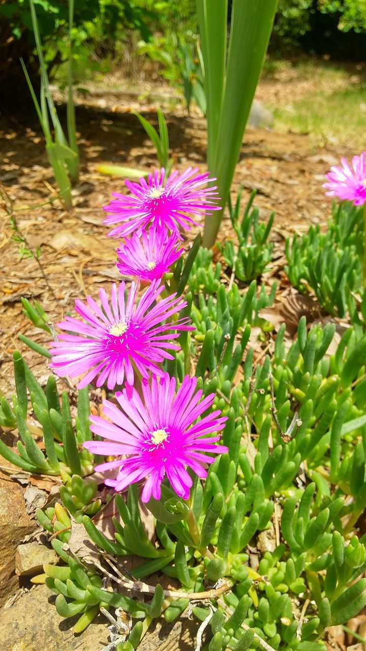 なんの花？