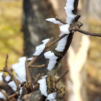 小さい海老の尻尾