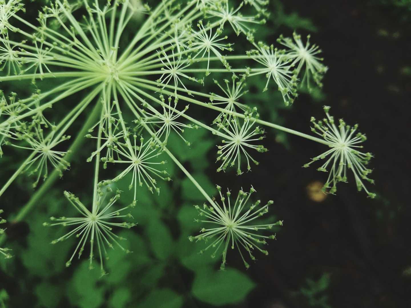 緑の花火と、