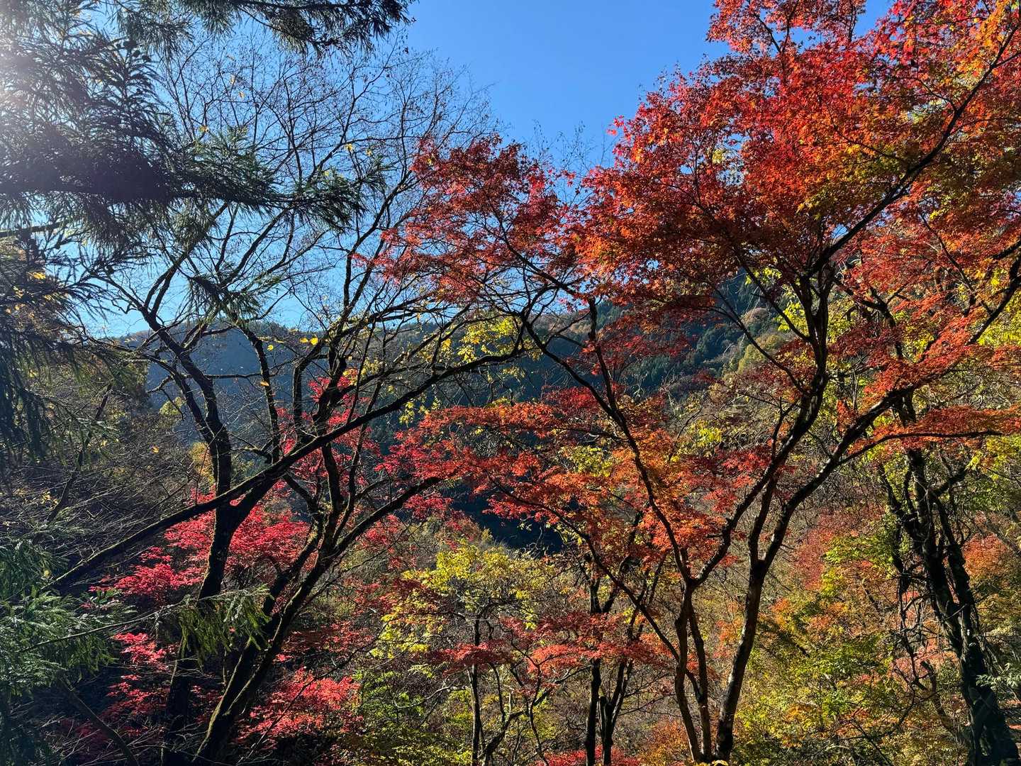 ああイイ。とても美しい、日本の秋。