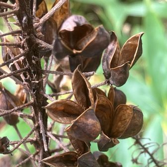 コバイケイソウの実が弾けて種が飛んだ後かな？