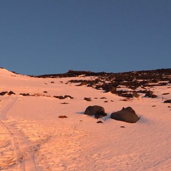 意外と雪アリ🐜