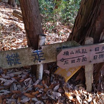 丘陵の縦走路に復帰です