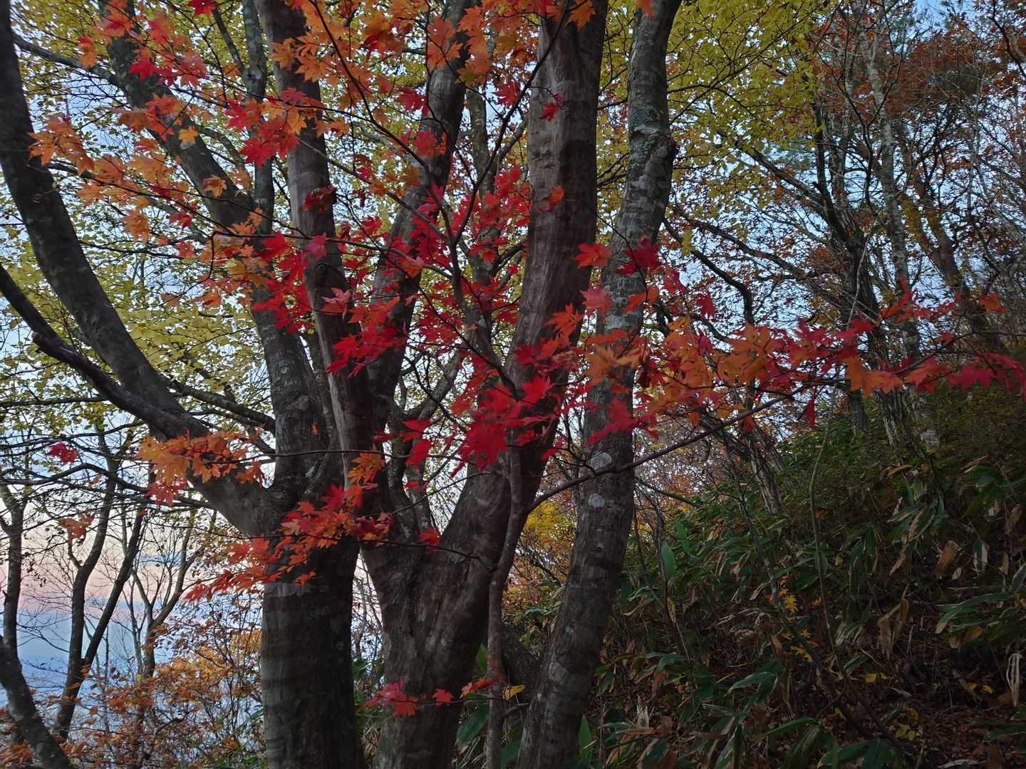 紅葉もいい感じですが、どんどん暗くなるのでゆっくり見てる時間が…