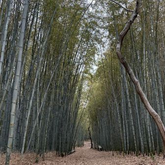 この竹林も良き♡