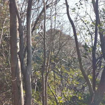 37.潮見山から、鳥川アルプスの主峰？額堂山を木々の隙間から望む。
今回はここまでとし、折り返す。