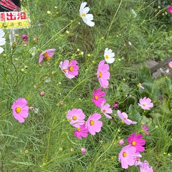 コスモス見に行く山行きもいいなぁ
