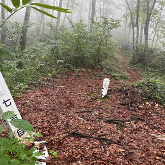 ここから更に急登
