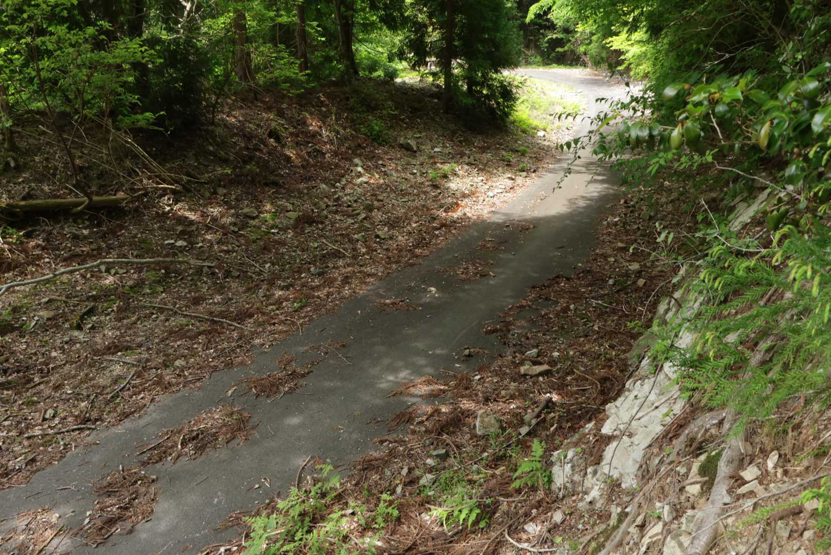 で、金山谷林道へ出た
こっから車まで2.5kmの舗装路歩き💦