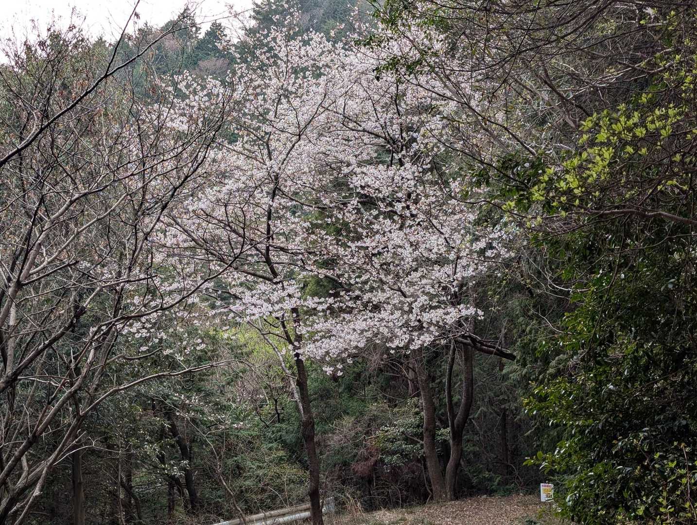 多度山 往復コースの写真