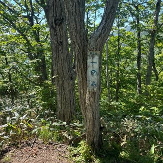 一の森🌳
登り始めてすぐタオルを落としてきた…
滝汗なのに拭くものがない😅