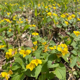 わぁ〜お！😍
絶滅危惧種なので大事に保護されています