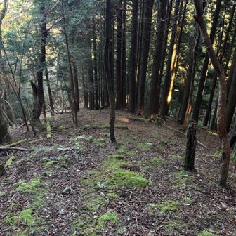 ここからYAMAP登山道無しの歩いた軌跡のみのバリルートだから気を引き締めて慎重に