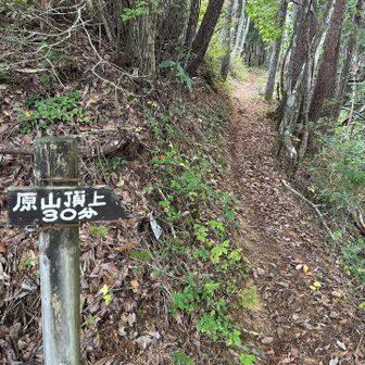 🌿再び原山へ尾根歩きで🥾