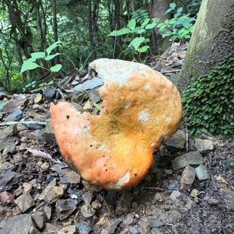 かじったデニッシュ落ちてると思ったよ
きのこかーい🍄