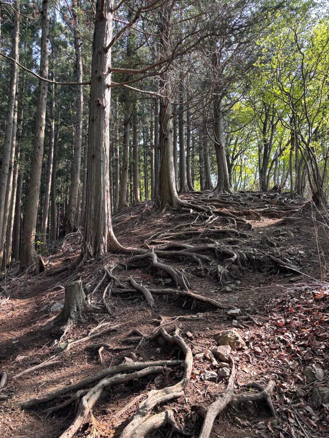根っこ地獄