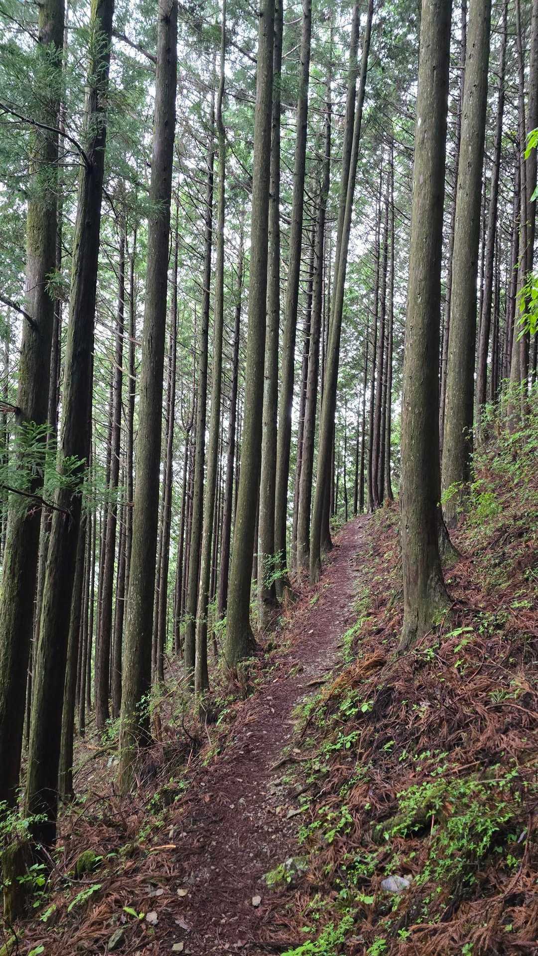 大股登山口-桧峠-伯母子岳-伯母子岳登山口 縦走コースの写真