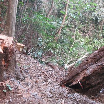 チェアーになりそうな切株🤗