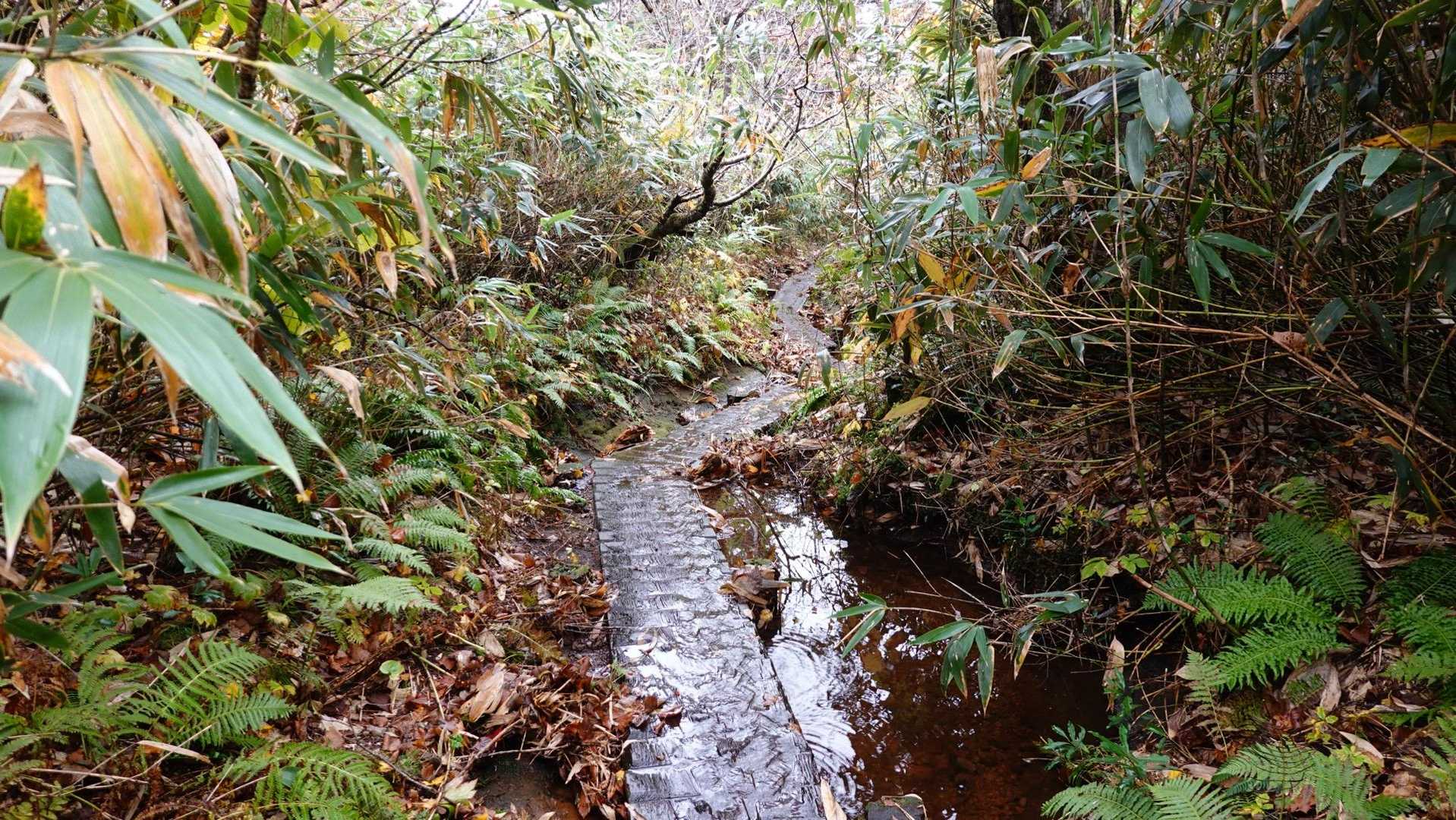 行きより水が引いた木道