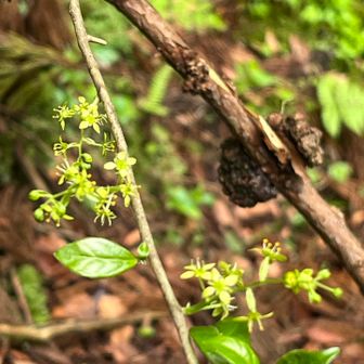 コクサギ？
Google先生